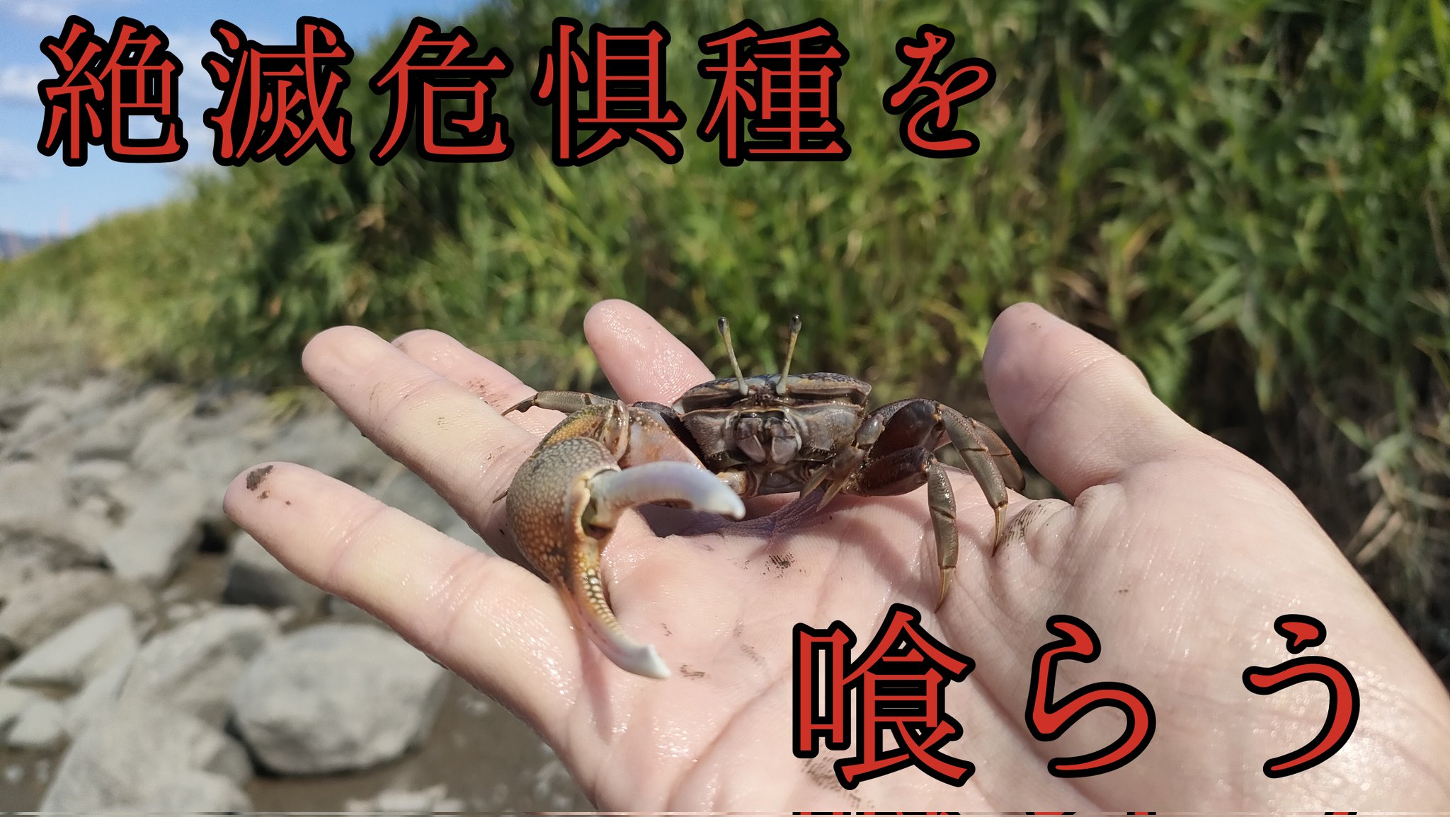 オイカワの剥製　美品　珍作 オイカワ丸 (@oikawamaru) / X