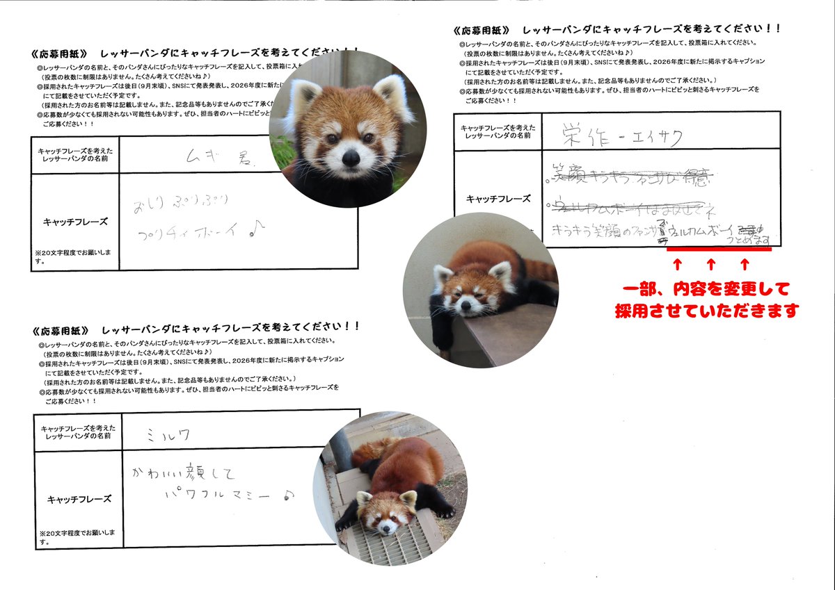chausuyamazoo's tweet image. 先日の「国際レッサーパンダデー」にて募集した『茶レパンダ　キャッチフレーズ』の結果を発表します🎉

採用されたフレーズは、2026年5月頃に新しく作成する個体紹介に使用させていただきます😊
たくさんのご応募ありがとうございました✨

＃茶臼山動物園　＃レッサーパンダ　＃来年もやるかもです