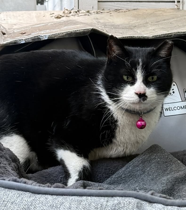 maeechizen_ys24's tweet image. That's really Coco!!! 🐈‍⬛