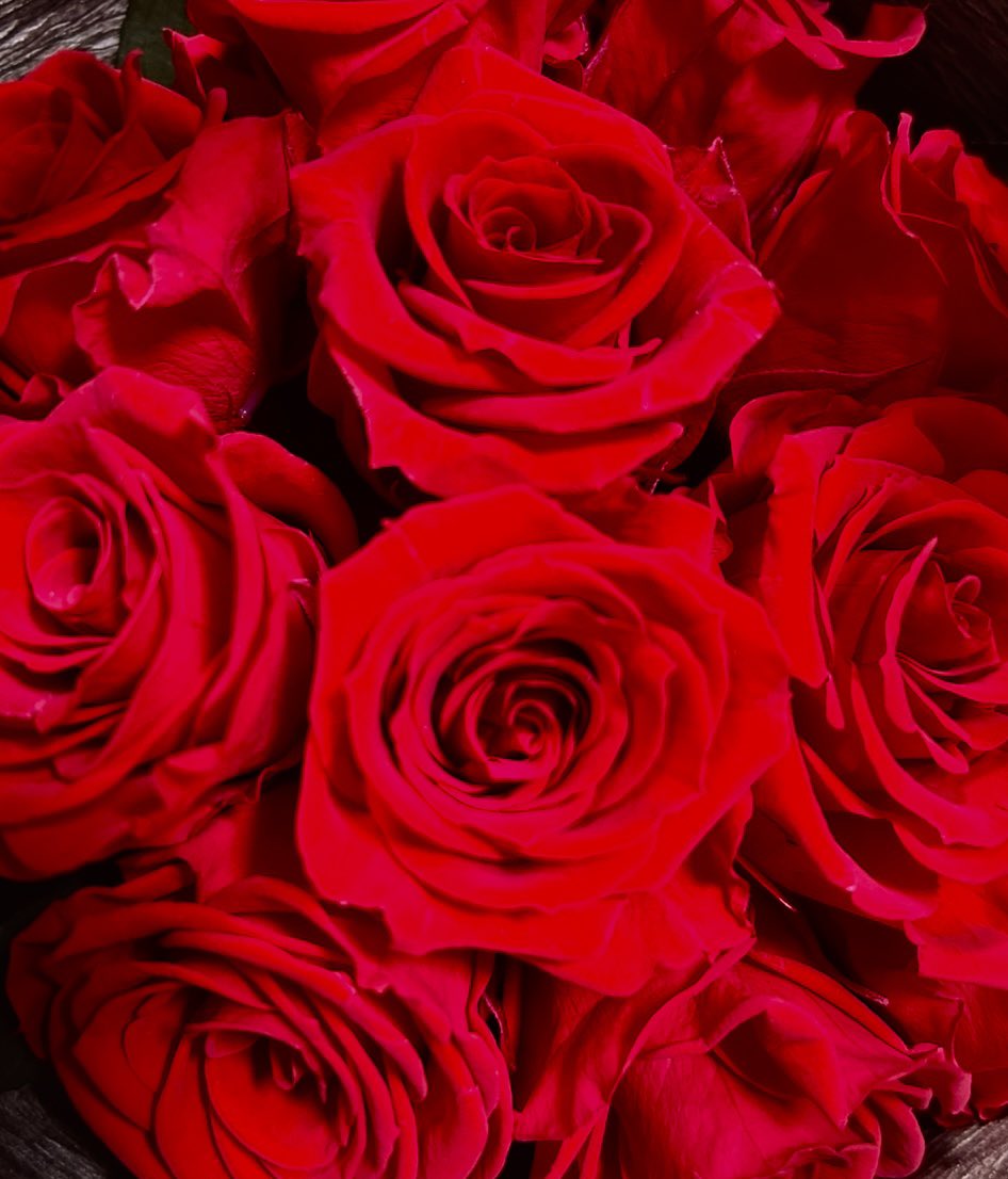 MA1NA_0722's tweet photo. beautiful rose🥀♥️ https://t.co/3LiDpLC6Gg