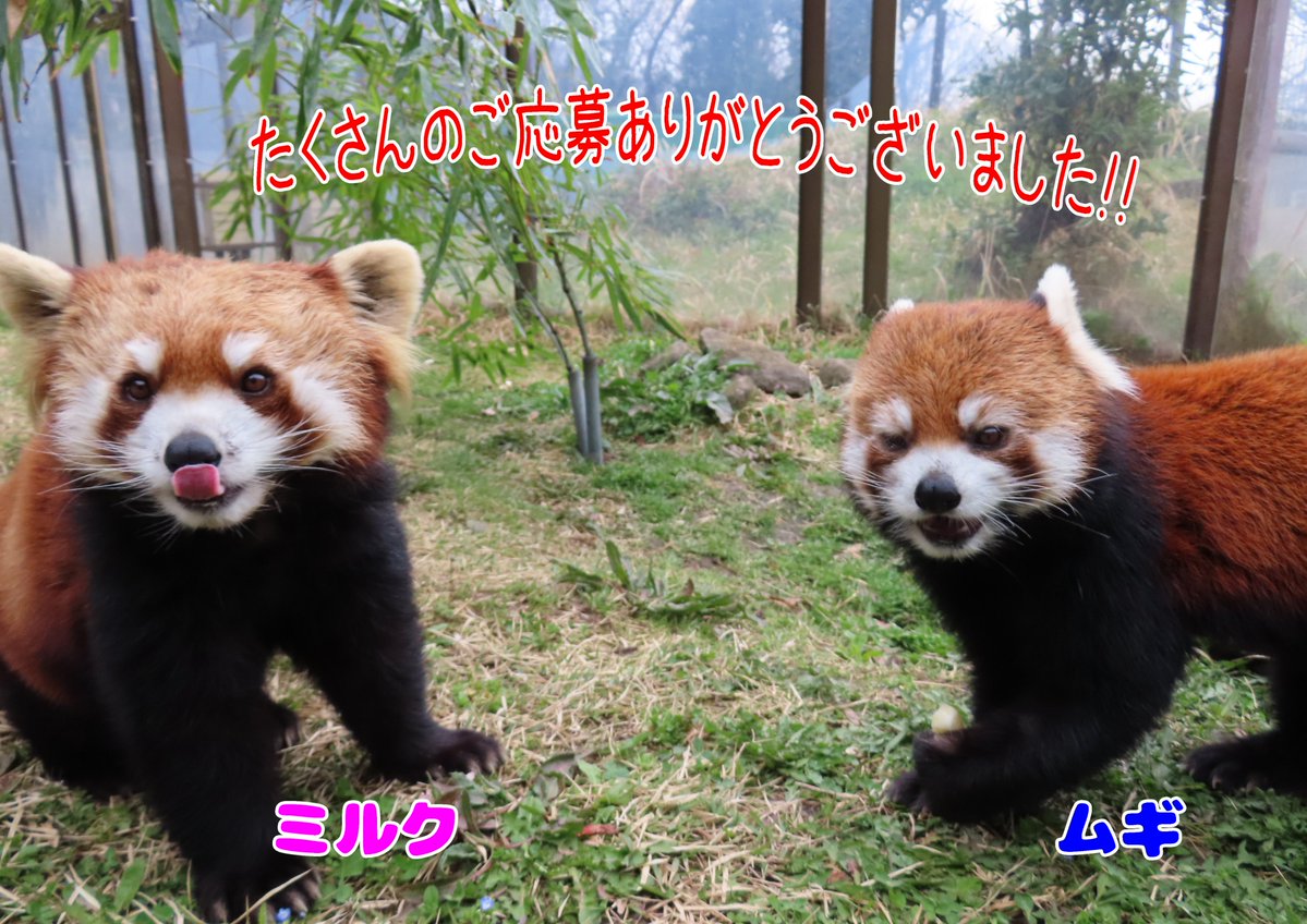 chausuyamazoo's tweet image. 先日の「国際レッサーパンダデー」にて募集した『茶レパンダ　キャッチフレーズ』の結果を発表します🎉

採用されたフレーズは、2026年5月頃に新しく作成する個体紹介に使用させていただきます😊
たくさんのご応募ありがとうございました✨

＃茶臼山動物園　＃レッサーパンダ　＃来年もやるかもです