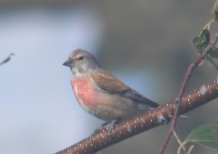 50 yıl önce Ava giderken rast gele ile yola çıkar bismillah der tetiğe basardık. 50 yıl sonra rast gele ile yola çıkıp "Allah'ım affet"deyip deklanşöre basan ben, gönül rahatlığı ile cocuk ve torunlarıma miras bırakacağım bir olgu.Tetige değil deklanşöre bas.#kuşlar #birds