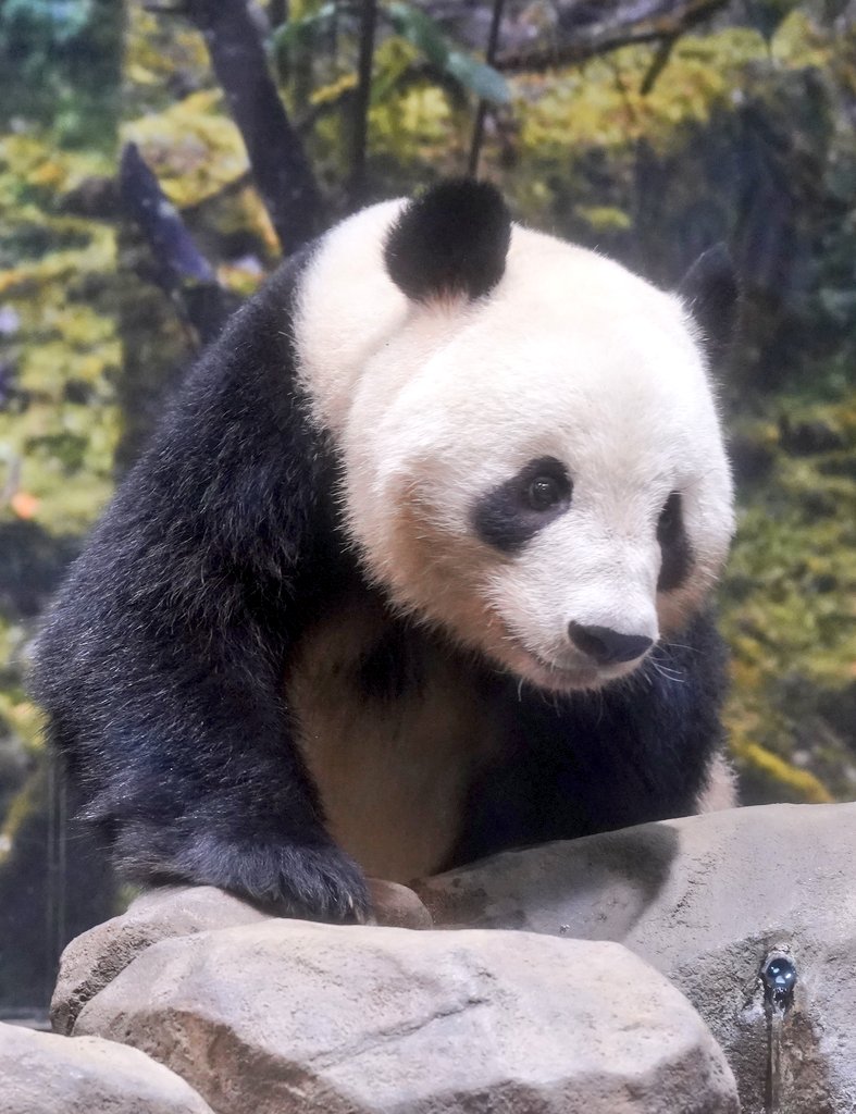 #上野動物園  #ジャイアントパンダ
 #シャオシャオ
なんか、急に乙女な顔してきた😆
2025.10.09