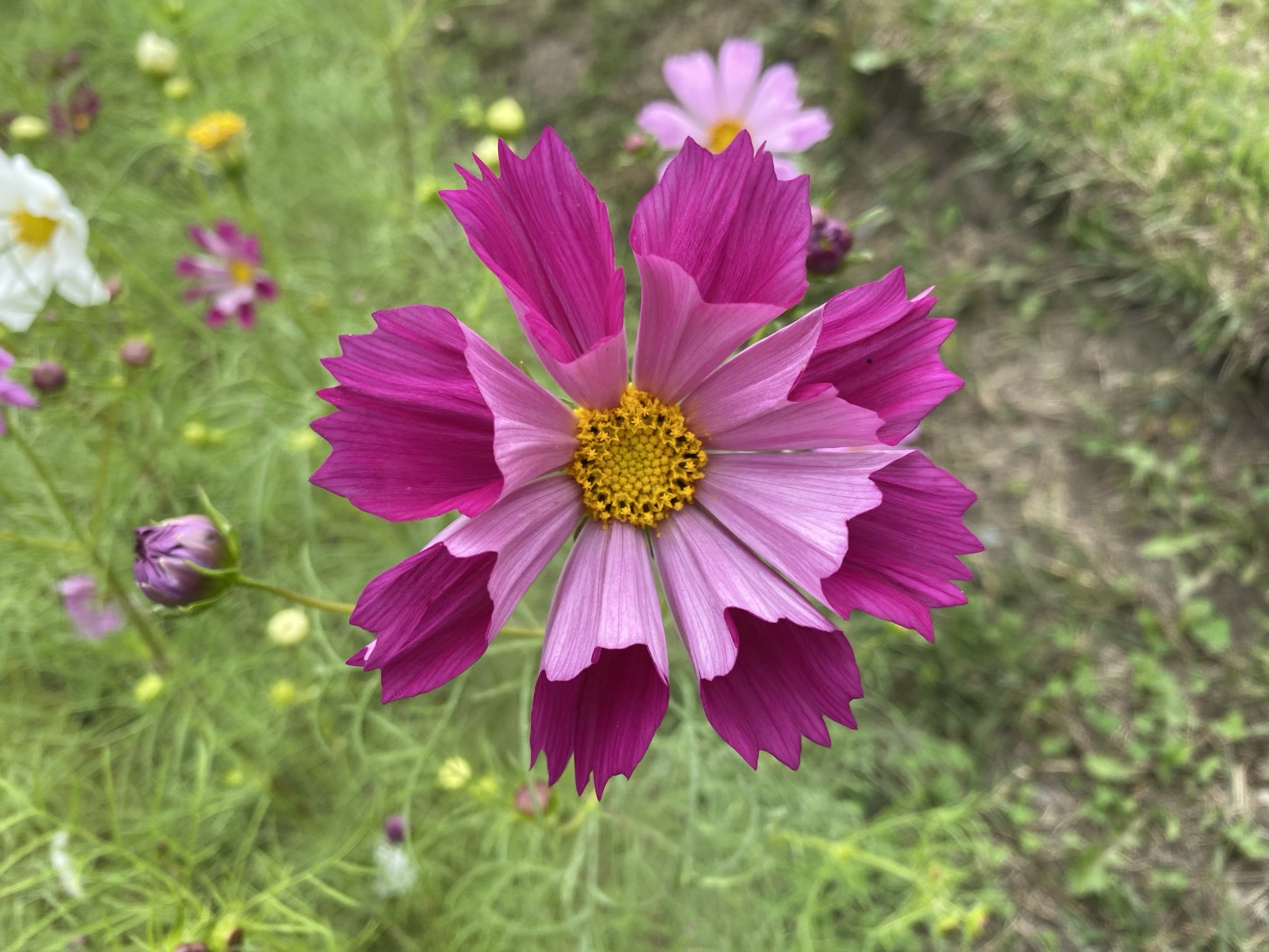 コスモス Cosmo MuchoMacho 245/45R19 ZR 102Y XL