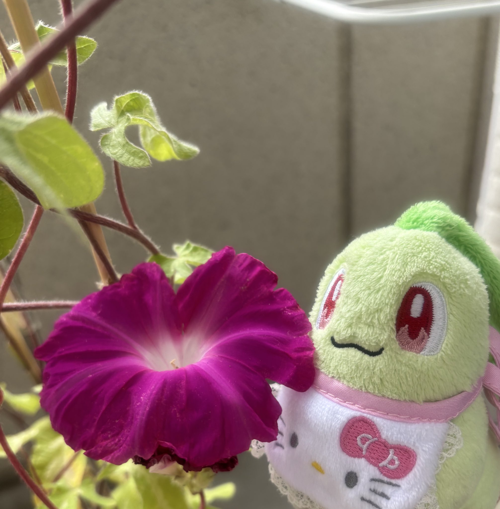 お花ご確認用　チロちゃん専用 TAKARA50周年アニバーサリーチョロQリカちゃんフラワーキューブ