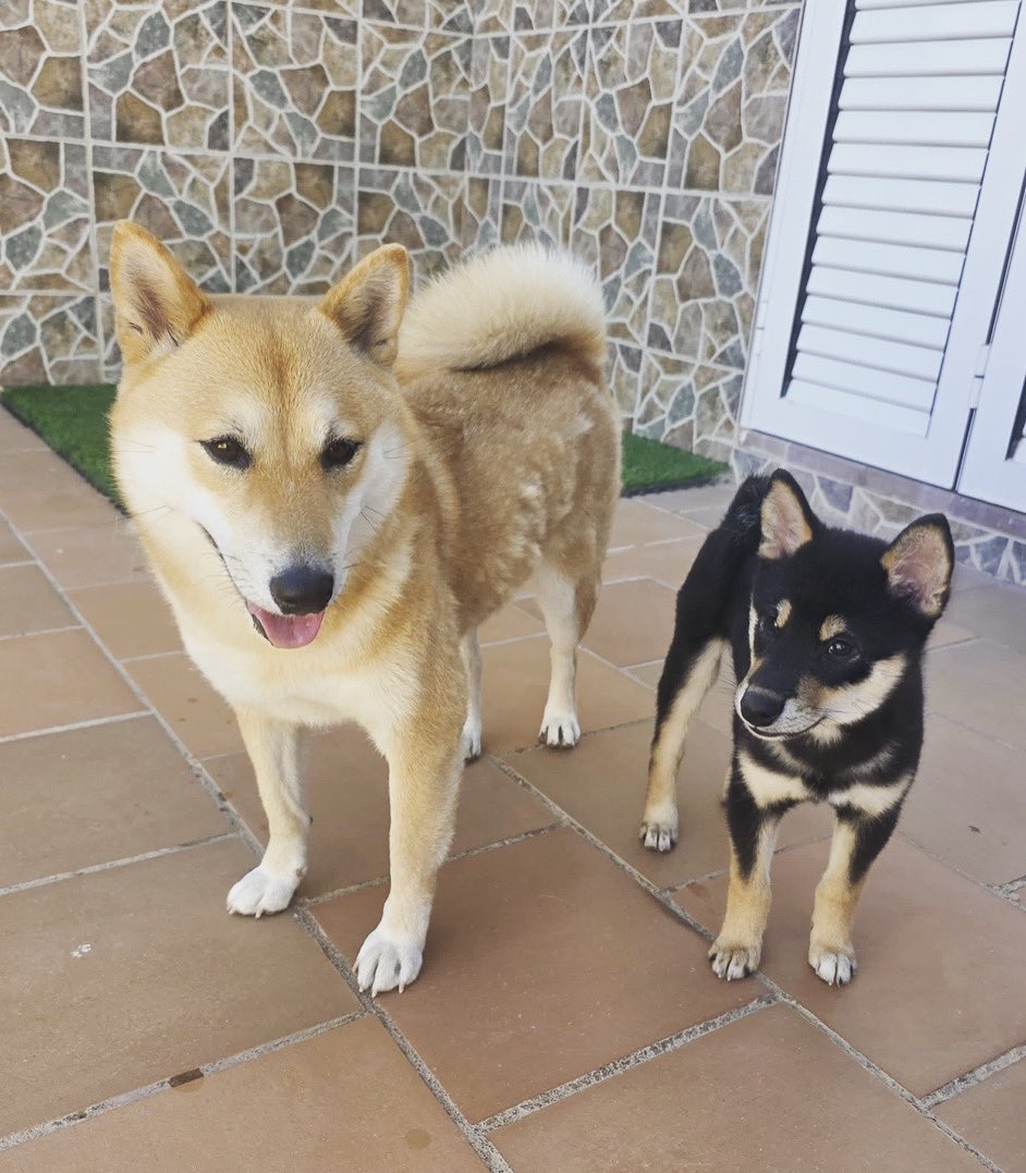 Lo afortunada que soy de tener a Mirai y a Kuma en mi vida 😭💕✨