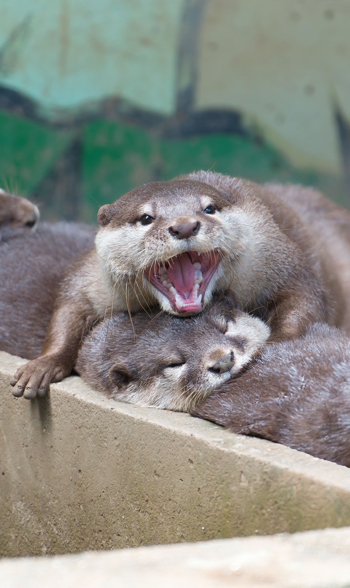 thoka_z's tweet image. ããã³ã«å§çž®ãããã«ã¯ãŠãœð¥±
An Otter Compressed by a Yawnð¥±
#æºå
å±±å
¬åãã©ãåç©å #ã³ãã¡ã«ã¯ãŠãœ #Otter