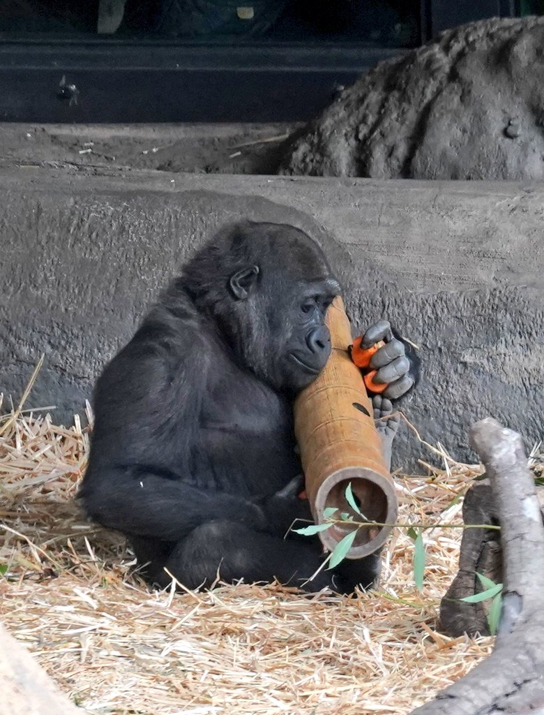 #上野動物園  #ニシゴリラ
 #スモモ
モモカ姉ちゃん、いなくて
泣いているかと思いきや……
2025.10.09