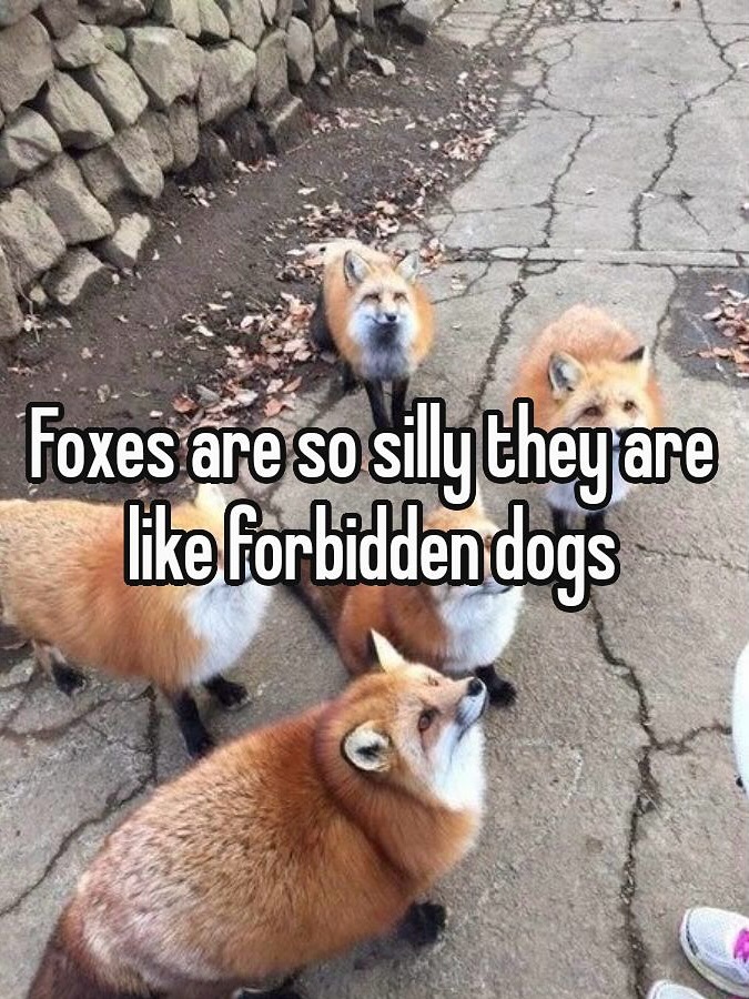 🍁 𝓣𝓱𝓮 𝓕𝓸𝔁 𝓛𝓲𝓯𝓮 🌾🦊 (@thefoxlife) on Twitter photo 