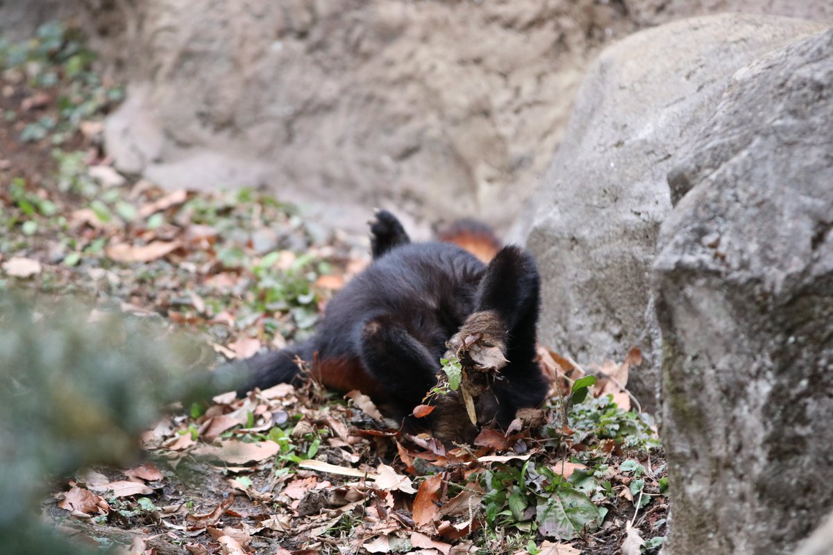 ya_ru_14's tweet image. #多摩動物公園 #レッサーパンダ #タオファ