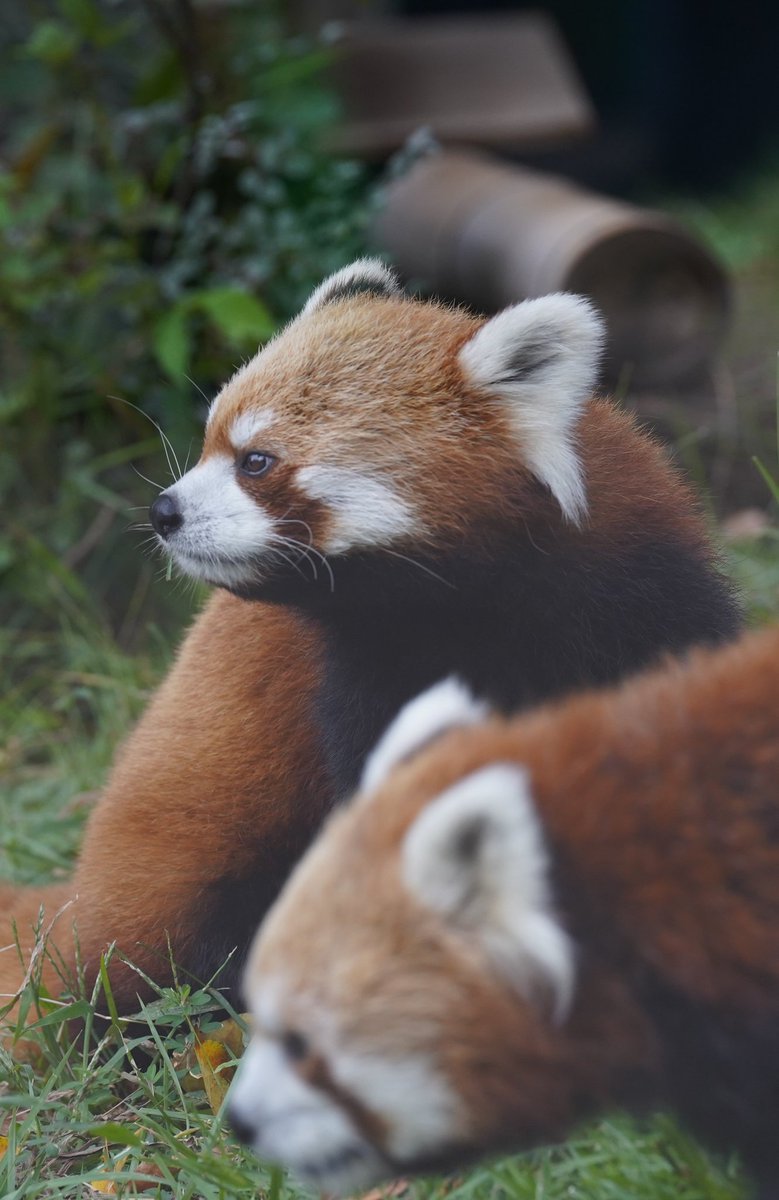 #上野動物園  #レッサーパンダ
 #ルカ
キリリッ‼️
2025.10.09