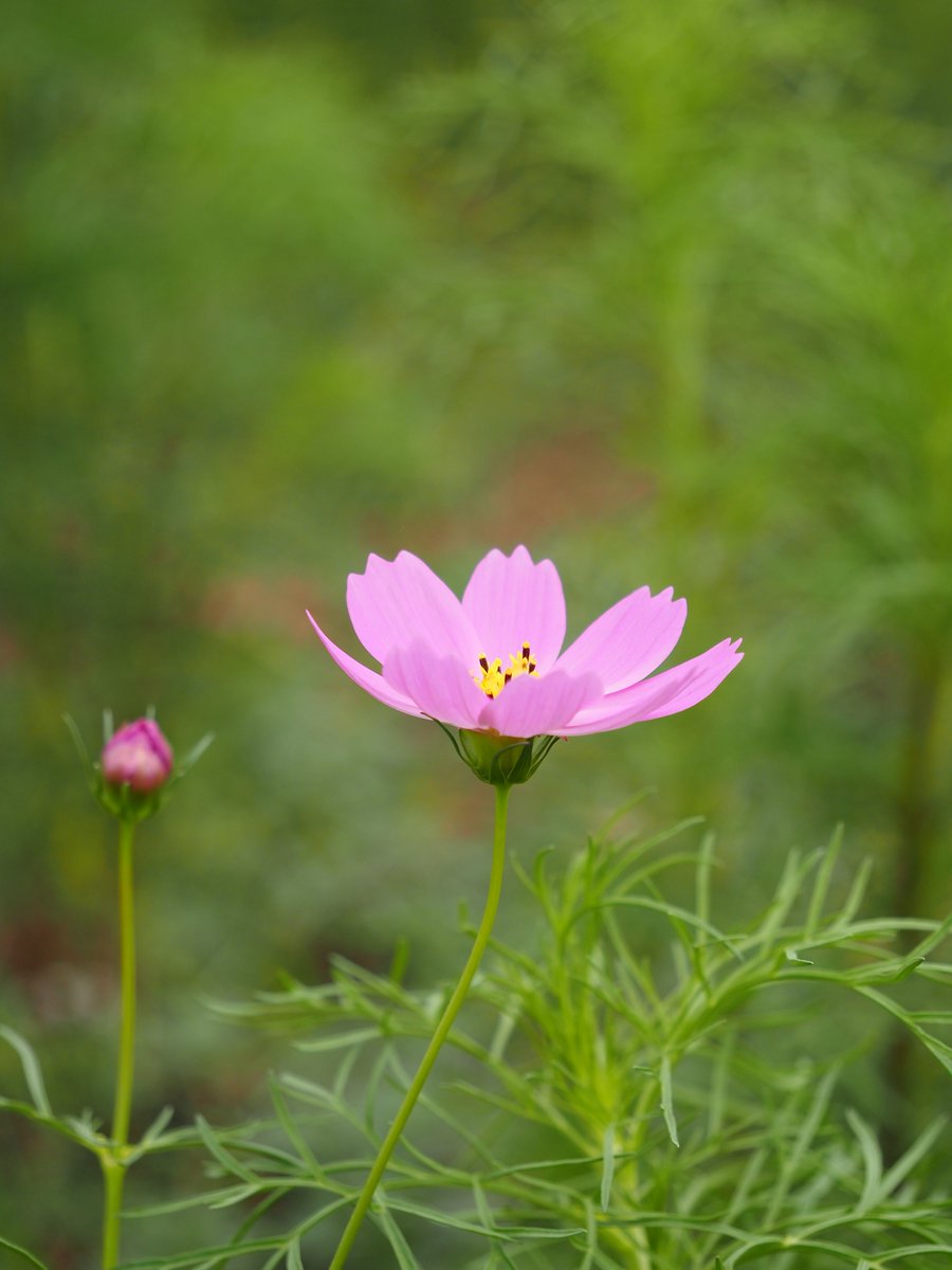 yonyonii's tweet image. １０月１２日　日曜日    

おはようございます    

楽しい日曜日を

#花が好きな人と繋がりたい 
#TLを花でいっぱいにしよう 
#flowerphotography 
#コスモス #おはよう
#万博記念公園