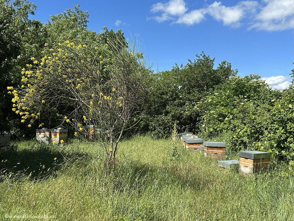Finding out about the delicious Nougat de Montélimar at Arnaud Soubeyran in Montélimar, with a visit to see the sweet manufacturer's own almond orchards and beehives. Feature in the Autumn issue of Taste of France magazine, out now. #nougat #France