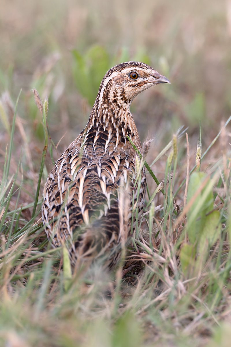 #IndiAves
 #nature #birding #NaturePhotography #birdtwitter #birdphotography
<a href="/Avibase/">Avibase (Denis Lepage)</a>
Issne bahut bhagaya bhai log...tadpa tadpa ke photo diya..
Common Quail.