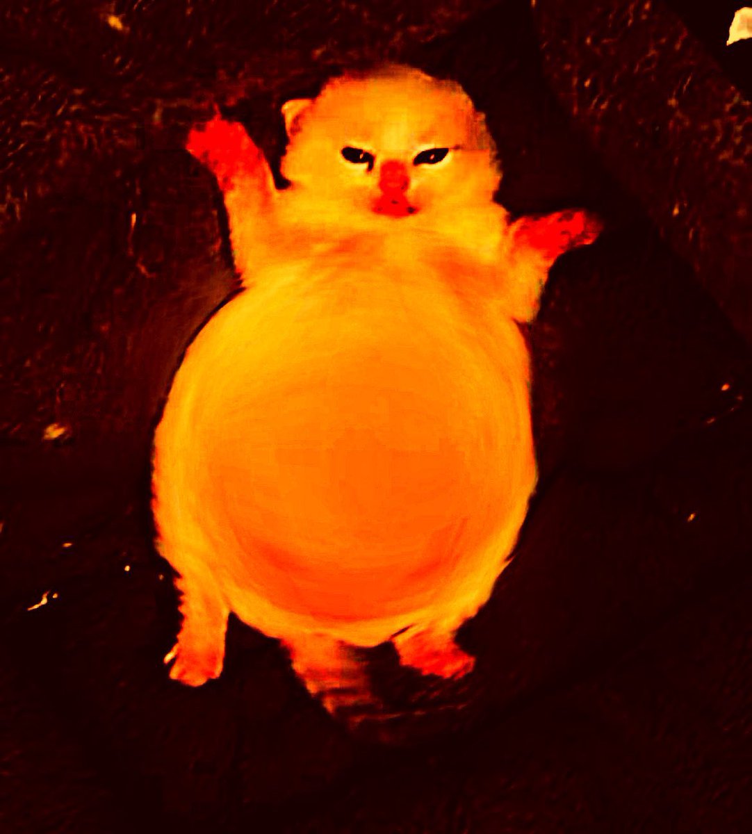 Czech ppl hate me fr, how come u can’t give me my visa dog