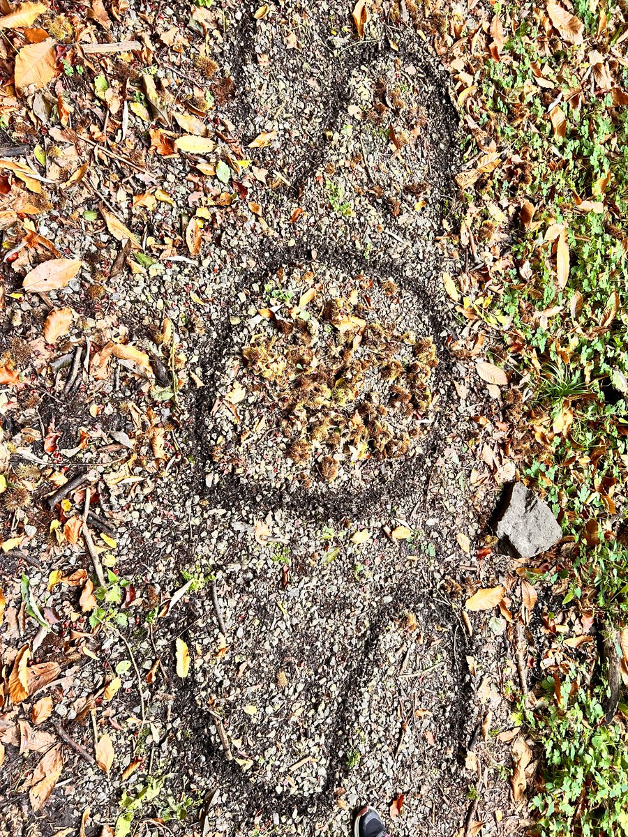 Didsbury CE Primary tweet media