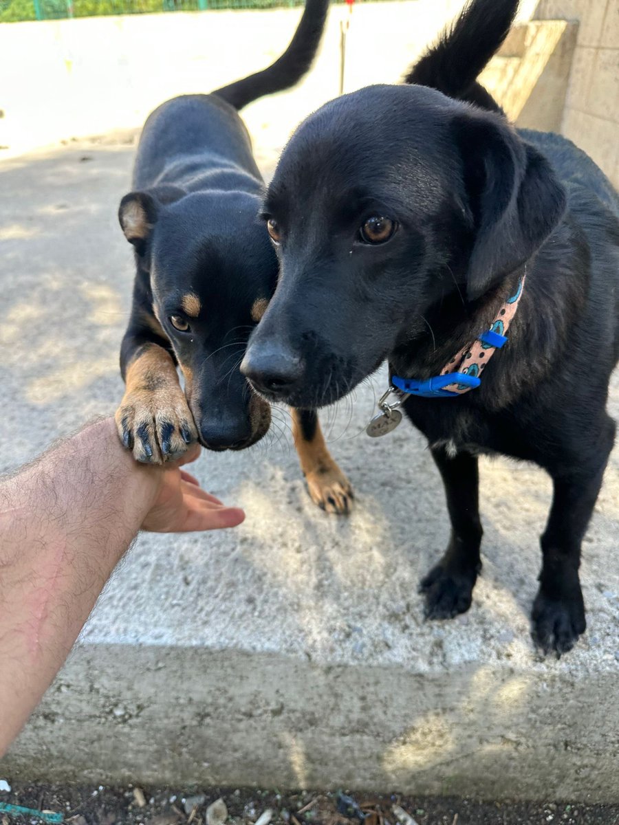 Seferihisar İzmir de ki bu canlara yuva bulalım. İkisi de erkek 7 aylıklar. Acil yuva bulmamız lazım. Aşıları var, veteriner kontrolleri yapıldı. Bulundukları alanda istenmiyorlar ve çıkarılacaklar. Klübeleri var. İlgilenenler instagram.com/123456duman?ig… ile iletişime geçebilir.