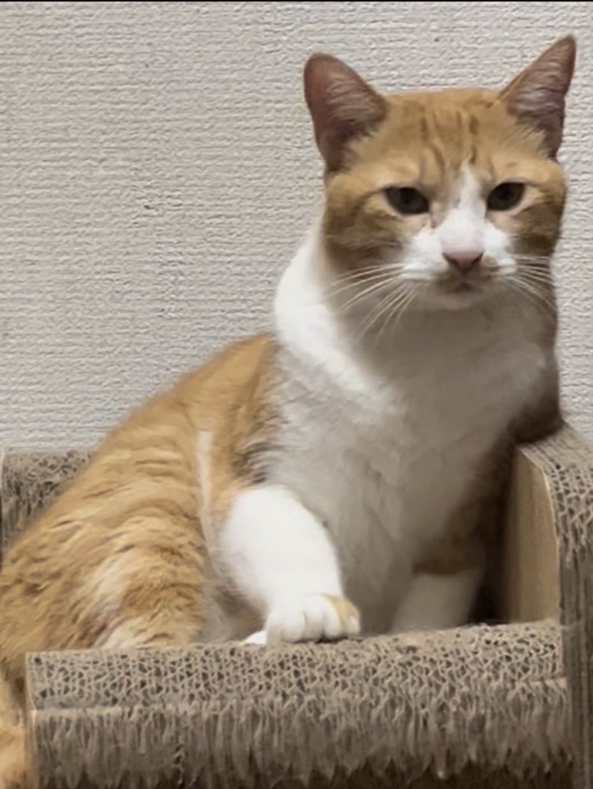 キジちゃん 26点 おまとめ 11日更新 可愛いキジ白ちゃん♀ - ぽちとたま