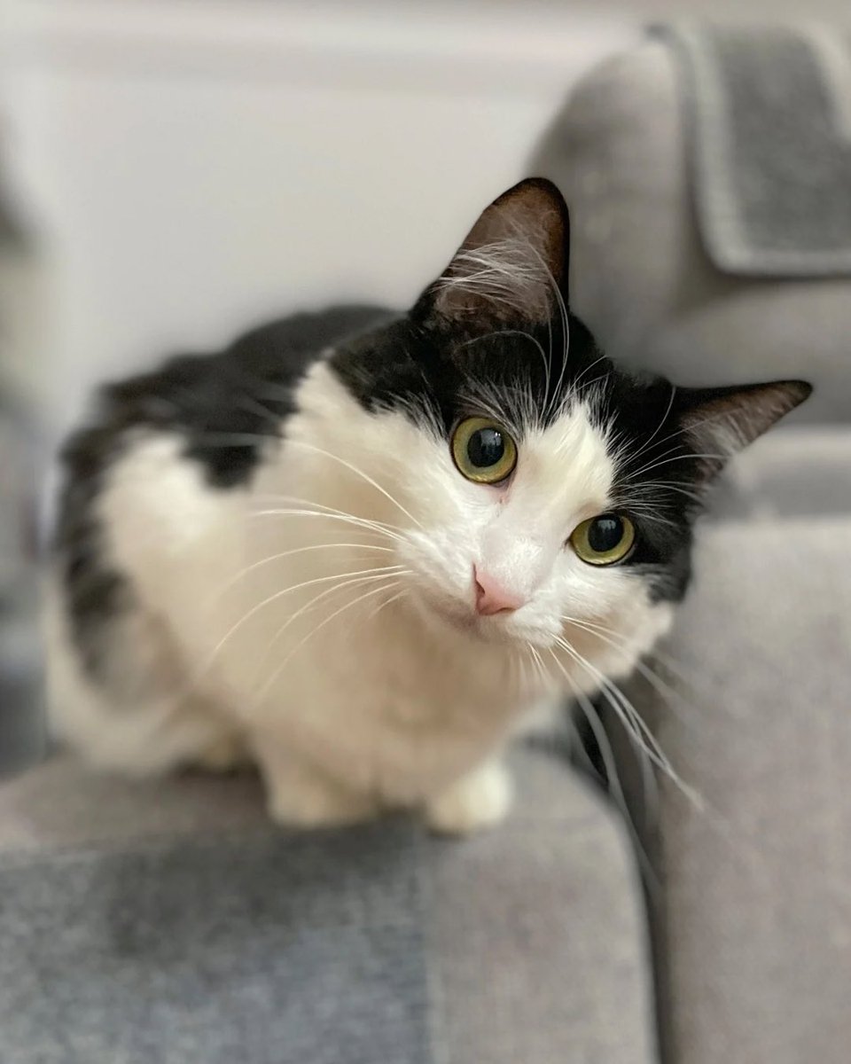 Are cat worms contagious to humans?🐱🪱😱

Yes they are, but there are a few things you should know…

Click here to find out ➡️ itchpet.com/blog/post/are-…