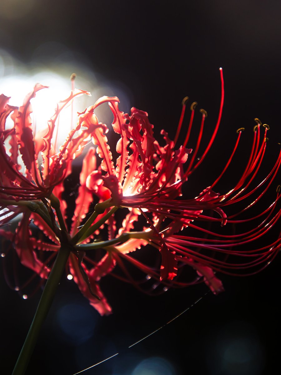 ゆきえる (@yukiel_qp) on Twitter photo 