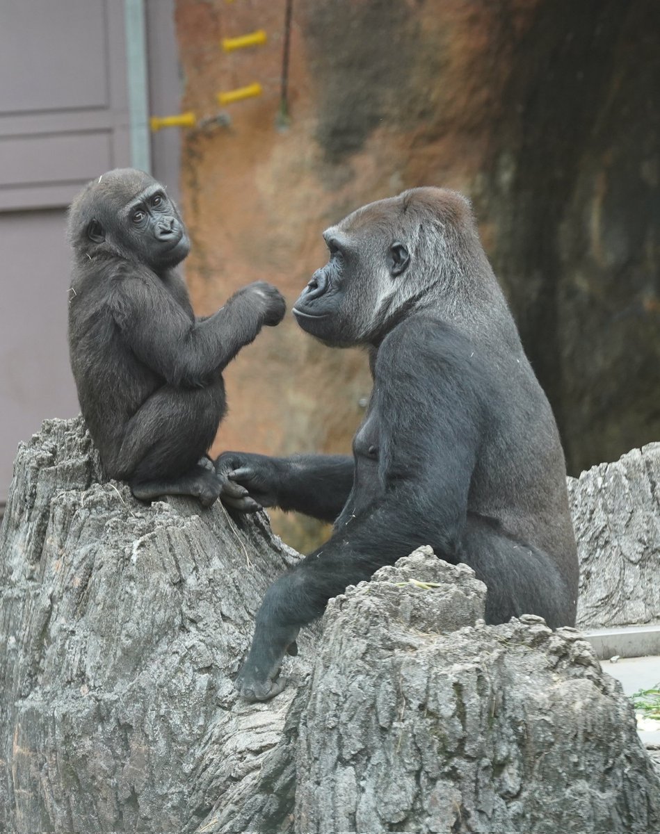 #上野動物園  #ニシゴリラ
 #コモモ  #スモモ
何か今日は静かだね……… 2025.10.09