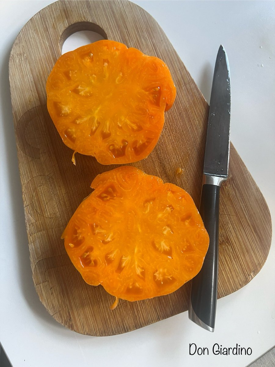 { 🍅 Sortenvorstellung } 

Amana Orange ist eine determinierte alte Tomatensorte die 1,8- 2 Meter Höhe erreicht.  Sie bildet schöne große Früchte die durchschnittlich bei 500-700 g lagen. Die Früchte besitzen viel Fruchtfleisch und wenig Samenkammern. Geschmacklich 4/5 Punkte.