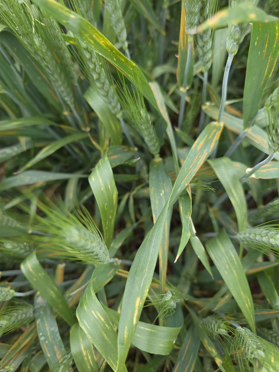 Broden holland tweet media