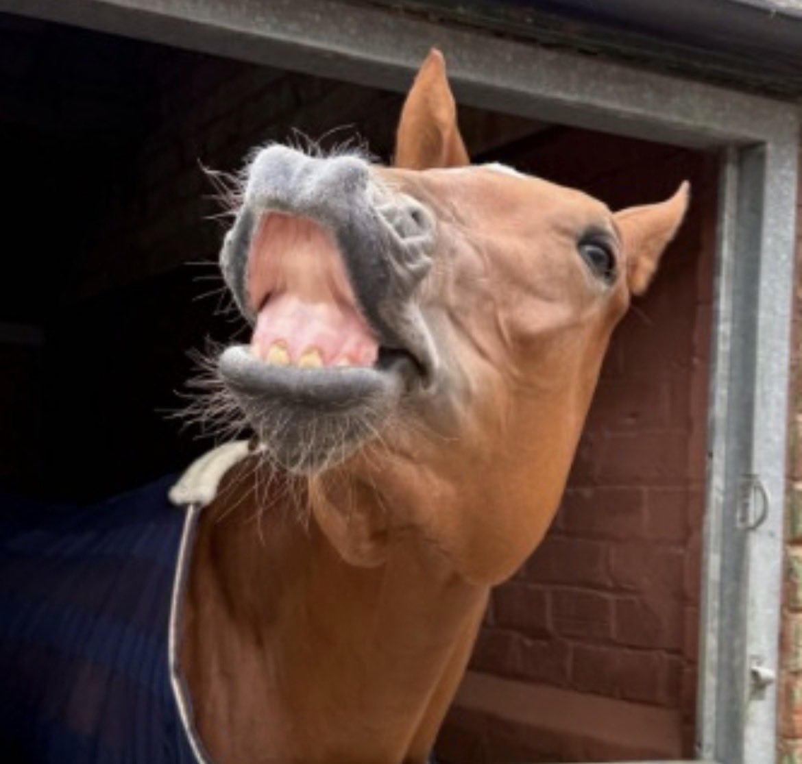 The Muffed Punt Partnership tweet media