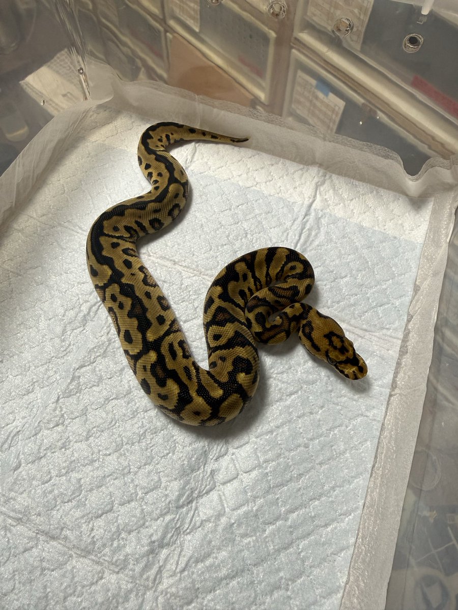 Python_regius44's tweet image. 初めてお脱ぎになりました。#6