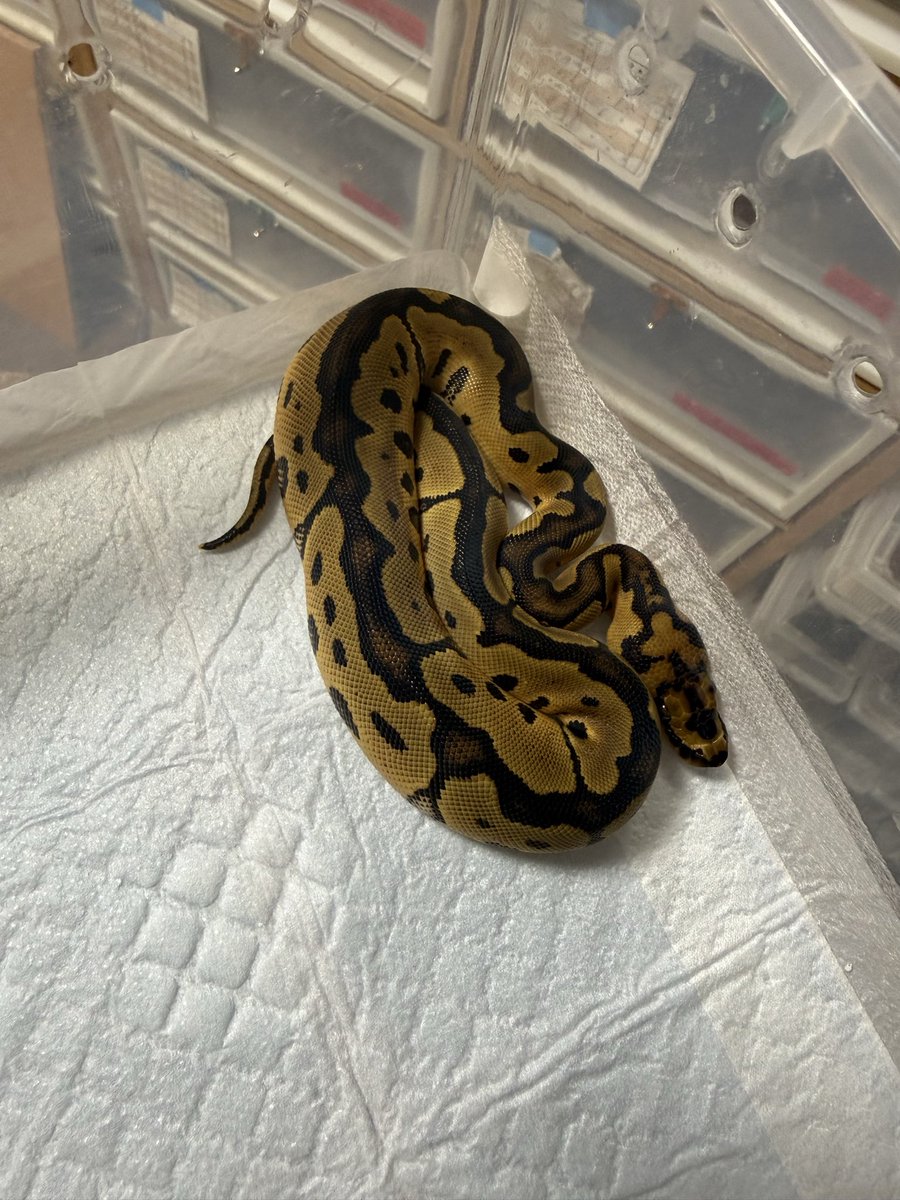 Python_regius44's tweet image. 初めてお脱ぎになりました。#7