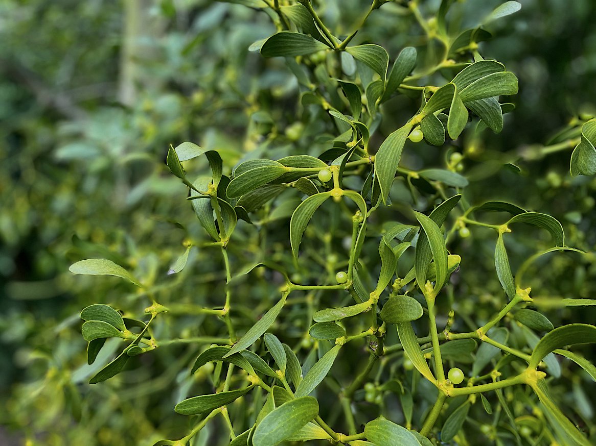 The witch's calendar of harvest refuses ink-marked dates. She knows the turn year by berry swell, by movements through colour towards ripeness. She waits on the mistletoe drupe, not in hope of Christmas kisses, but future cures. – #EmilyCBanting, 1982 #Witchcraft