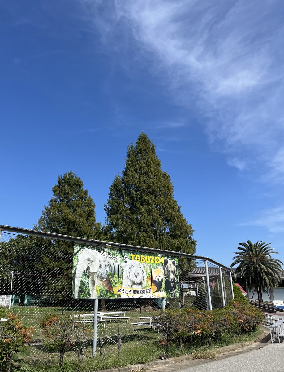 xekd3021's tweet image. どんぐりアタックのルーフは見ない🫣ようにして東武動物公園に行ってきた🚗🎶

一番印象的だったのはヒグマ🐻
顔とかめちゃ大きくて迫力あったな〜お山で出会うとか無理すぎる…😨