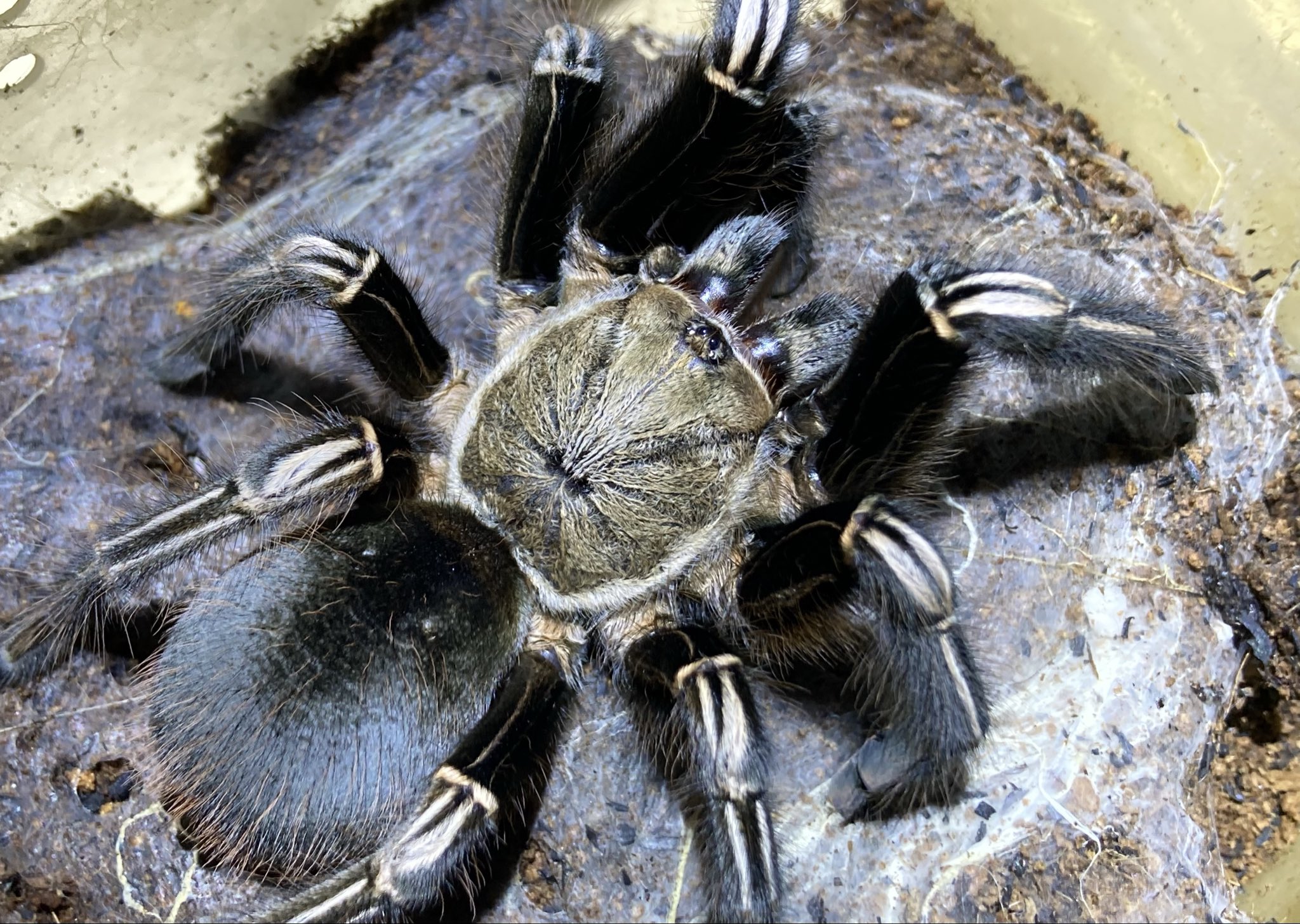 さっちゃん（感謝） さっちゃん🐛🦂🕷 (@BugsLife3939) / X