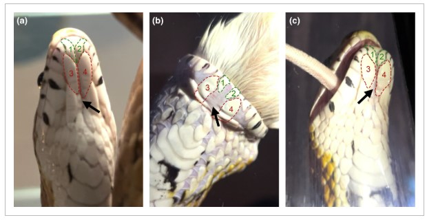 #Research by our Ryan Felice's &amp; Abigail Tucker's (<a href="/KCL/">KCL</a>) #labs highlights adaptations needed to allow extreme lower #jaw mobility and independence of the two sides of the jaw found in large-mouthed #snakes. <a href="/rfelice/">Ryan Felice</a> <a href="/ucl/">UCL</a> <a href="/UCLLifeSciences/">UCL Faculty of Life Sciences</a> <a href="/uclbiosciences/">UCL Biosciences</a> 
onlinelibrary.wiley.com/doi/full/10.11…