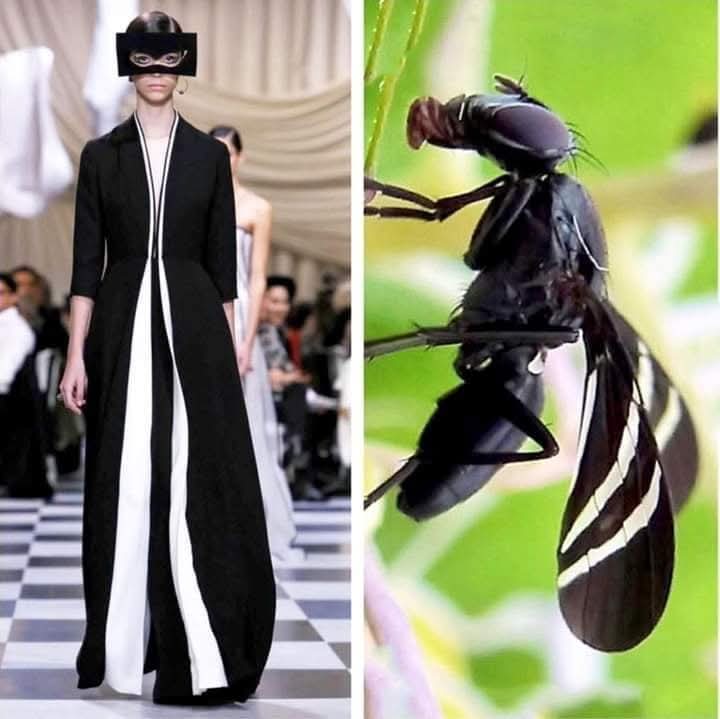 (Cianci Ulises) (@cianciulises) on Twitter photo 