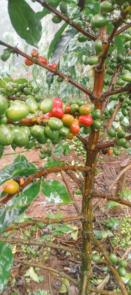 cbeekeeping's tweet image. When you buy from a farmer, you reward hard work.
See, I grow this coffee in Embu.
Manually process, roast and pack it.
Promote my hustle, order for a pack today.
@900.
A surprise gift will accompany your coffee.
+254-722704997.