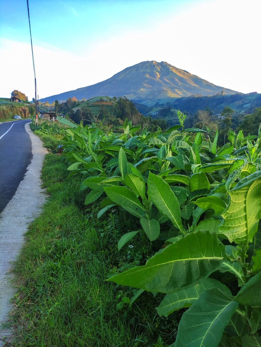 Jalan jalan di pedesaan melihat hijaunya lahan pertanian 
📌Kaliangkrik jawa tengah