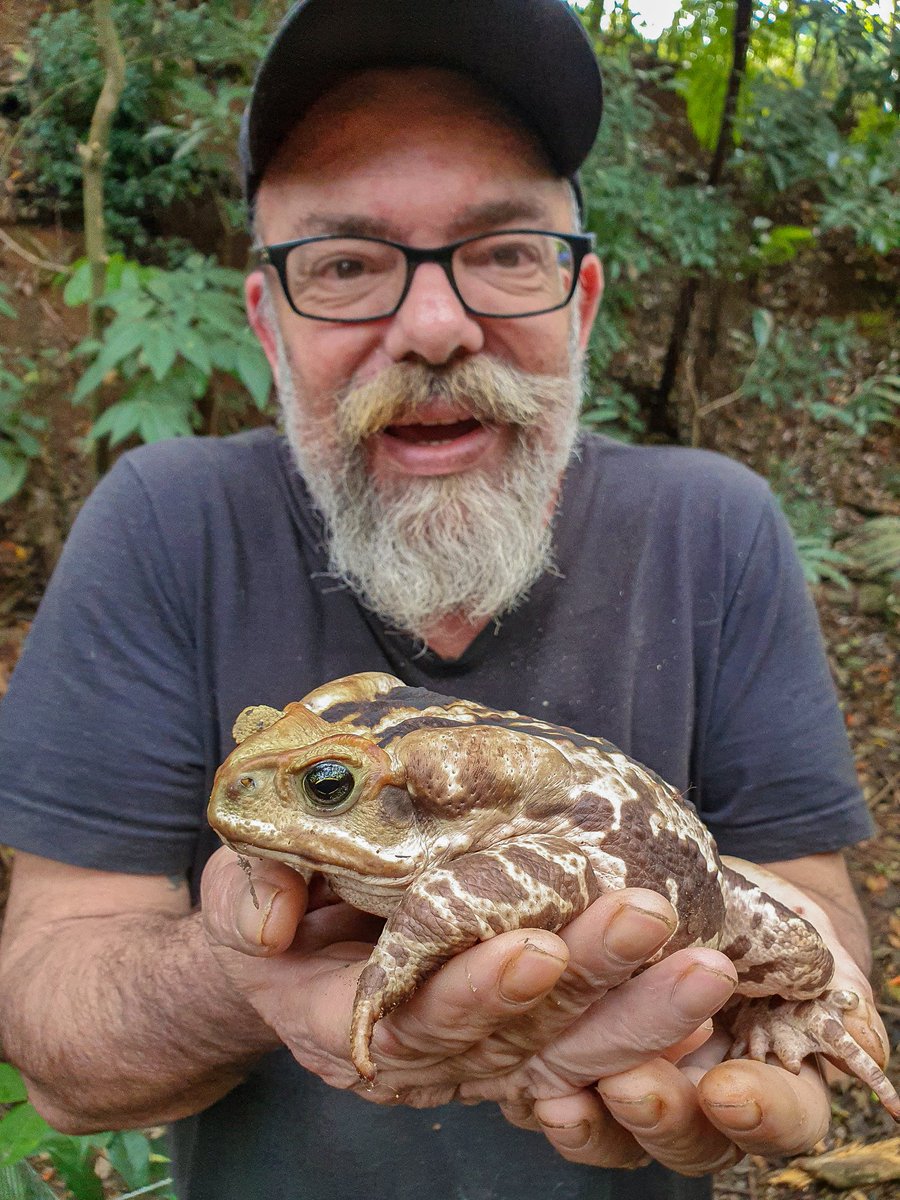 Jandira foi uma hóspede muito especial!
Além d marcar presença na vasilha d água do cães - onde era possível observar uma infinidade d besouros q ela havia comido na noite anterior - ela me ajudou a mostrar o importante papel q os sapos desempenham e pq devemos preservá-los #Tbt