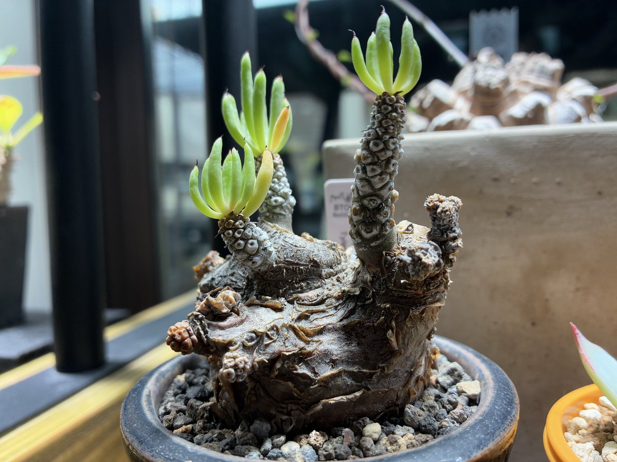 fuji35go's tweet image. 朝活☁️

珍奇代表
もはや正解の姿が分からない

#珍奇植物
#南アフリカ