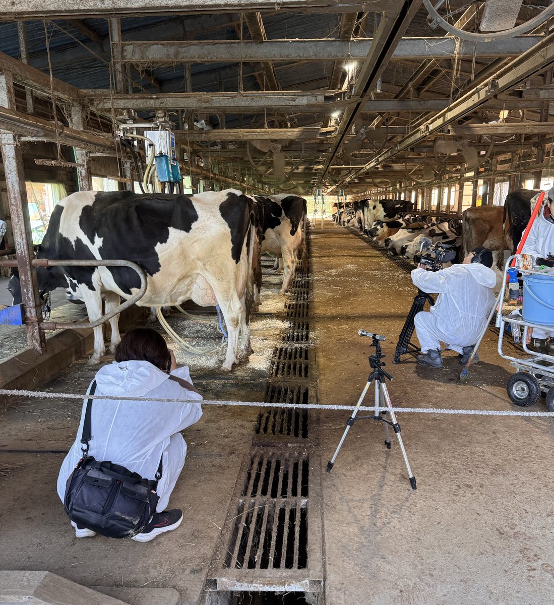 Tomihiro1221's tweet image. 寒い朝ですが搾乳風景の撮影！