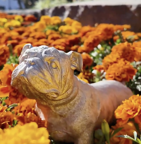 🚨| Sir Lewis Hamilton was asked about Mexico GP's beautiful tribute to Roscoe:

"I mean, it's lovely. Everywhere I'm coming... It's been a really interesting experience. I felt like I'm connecting with people so much more through this kind of grief period. Because obviously, so