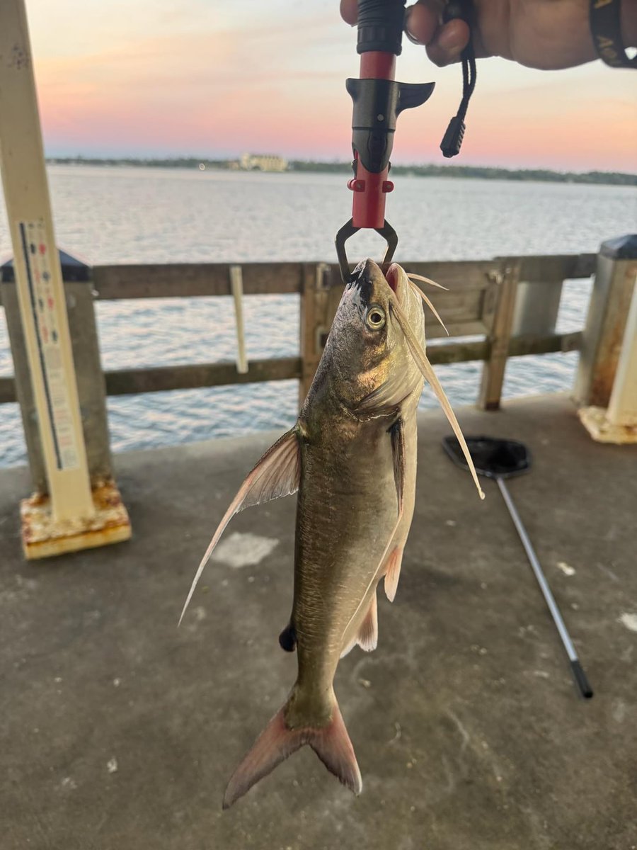 #Fishing in Gulfport
 
flakefood.com/790167/fishing…
 
#Beginners #BeginnersFishing #FishingForBeginners