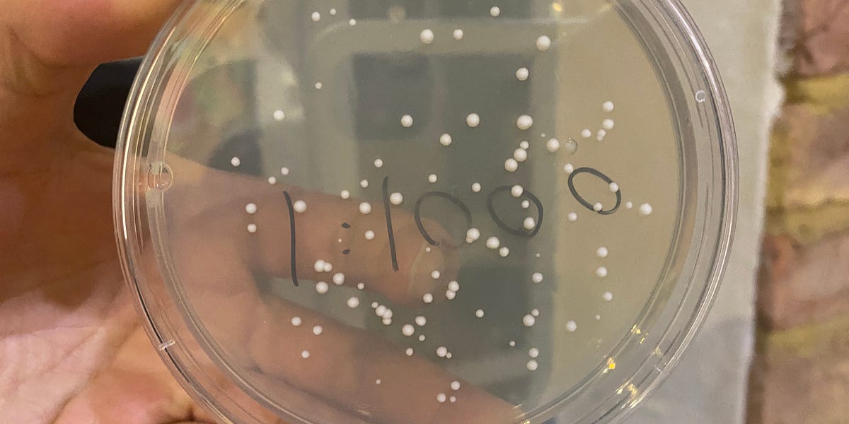 hackernewstop5's tweet image. I Managed to Grow Countable Yeast Colonies #HackerNews
chillphysicsenjoyer.substack.com/p/i-managed-to…