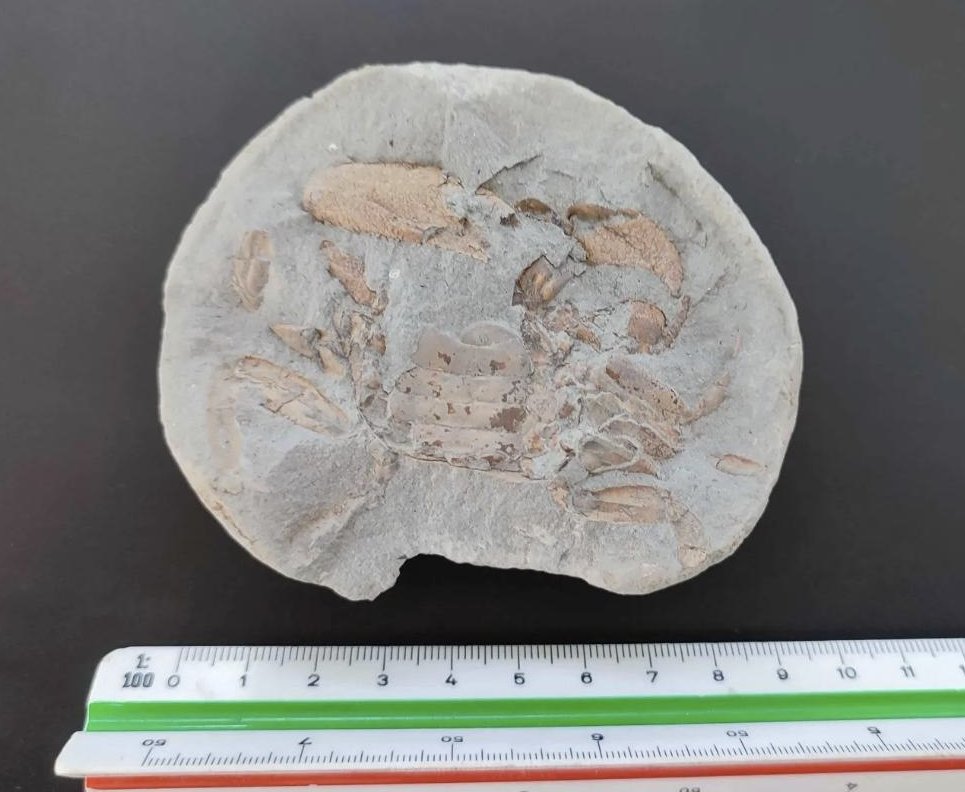 Crazy update and all that, but I've just found my first complete fossilised crab!!
