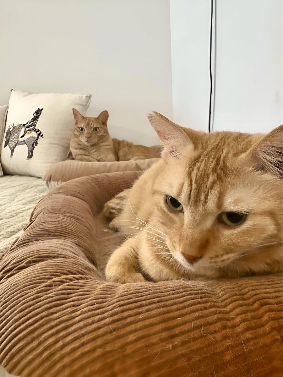 SORAまめページ SORAまめページ ソラ豆琴美* (@skysoy0520) / X