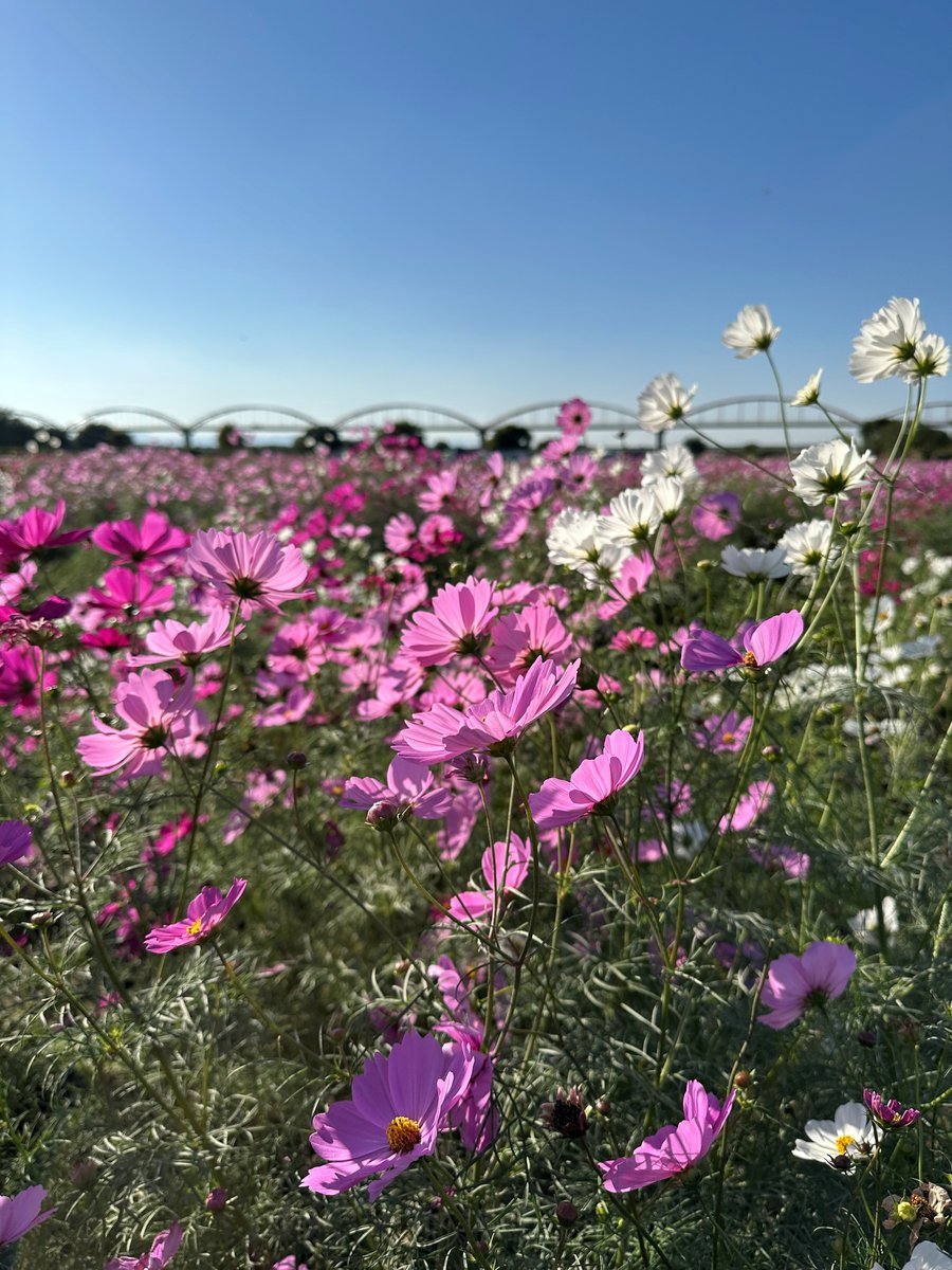 【コスモス】 さんかんPORTAL【公式】 on X