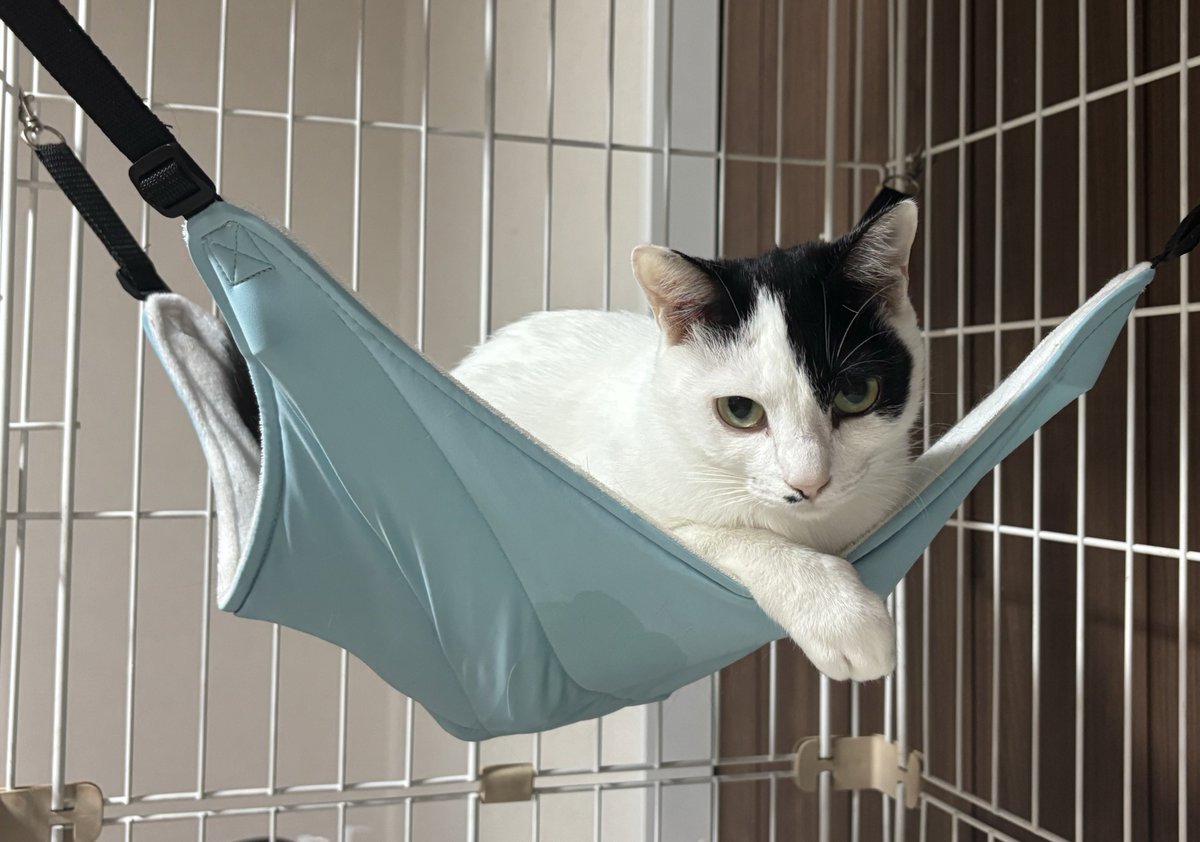 ハンモックたろ