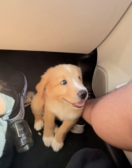 As soon as we get an interaction or sign from <a href="/BillyM2k/">Shibetoshi Nakamoto</a> , $BISCUIT will print a GOD CANDLE. 
We know what happened the last time CT found out about his new cat.

Now as Billy is the top holder, this is becoming very close and very very real.