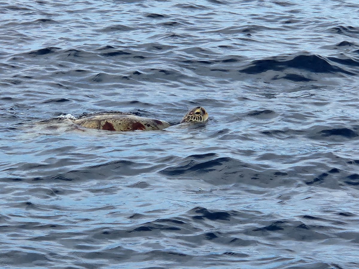 More special memories from the Celebes Sea this year. Come explore the fringes of an ancient ocean basin, right at the heart of the 'Coral Triangle'! 🪸🐢🏊‍♀️
Book your 2026 spaces 👉
oceanswimsafaris.com/products/sulaw… 🏊‍♀️ 
Sulawesi, Indonesia 📍