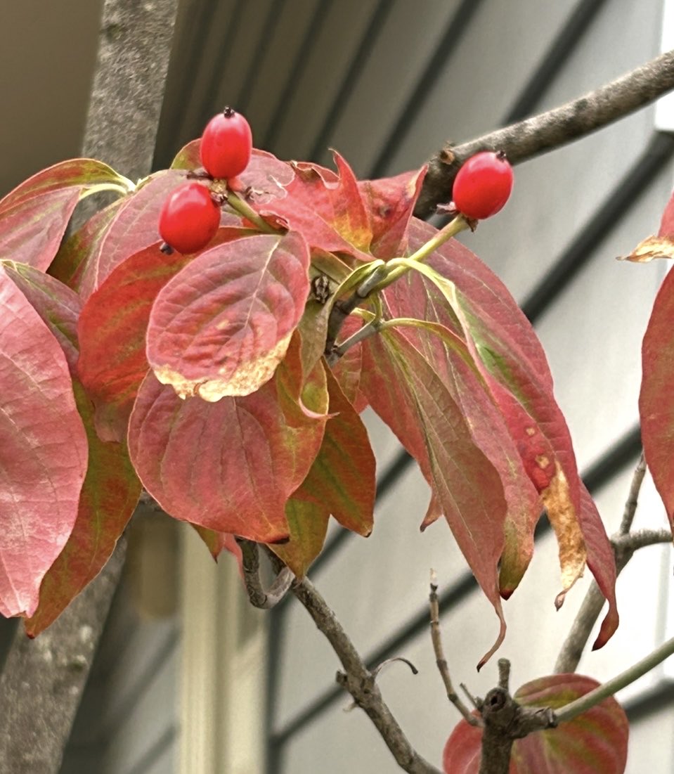 野乃花蝶子nonohanachoco on X